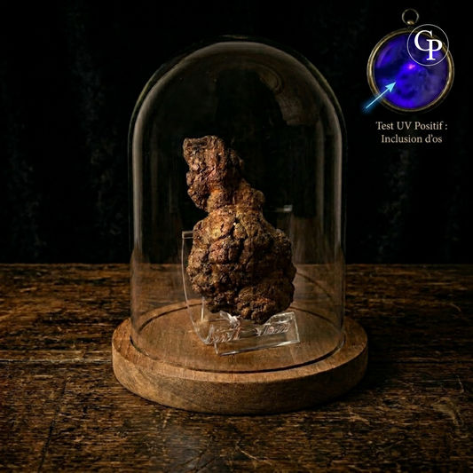 coprolithe majungasaurus, majungasaurus coprolite, dernier repas majungasaurus, last meal coprolite, madagascar 70 ma, fluorescence uv coprolite, inclusions osseuses, fossile crétacé, cabinet de curiosités, rare fossil madagascar, theropod coprolite