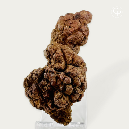coprolithe majungasaurus, majungasaurus coprolite, dernier repas majungasaurus, last meal coprolite, madagascar 70 ma, fluorescence uv coprolite, inclusions osseuses, fossile crétacé, cabinet de curiosités, rare fossil madagascar, theropod coprolite